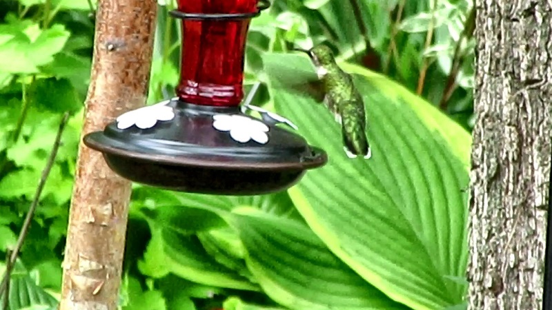 Hummingbird Adventure