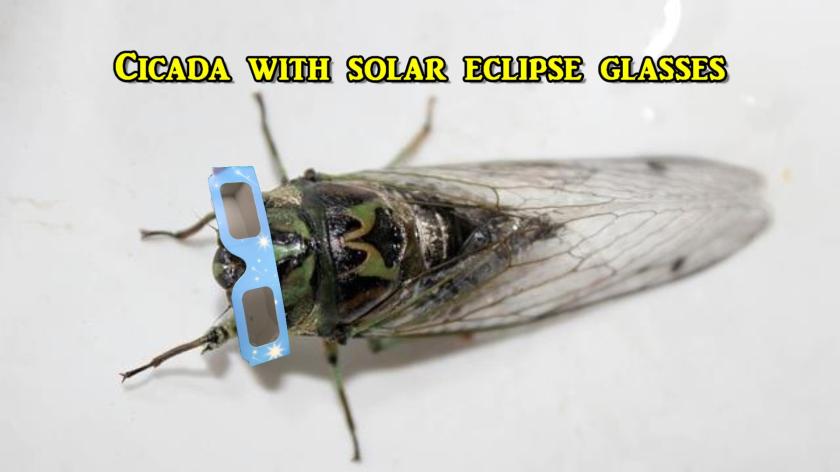 Solar Eclipse Around the Corner So We May Need to Protect the Cicadas!